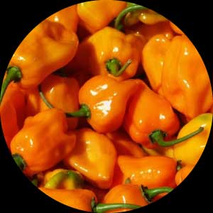 Ghost Peppers